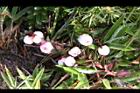 高山白珠樹-實42.JPG