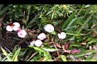 高山白珠樹-實43.JPG