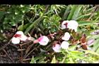 高山白珠樹-實44.JPG