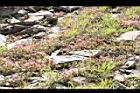 高山白珠樹-實51.JPG