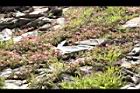 高山白珠樹-實54.JPG