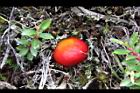高山白珠樹-菇4.JPG