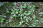 高山白珠樹43.jpg