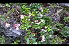 高山白珠樹58.jpg