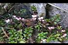 高山白珠樹59.jpg