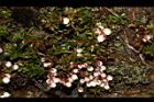 高山白珠樹70.JPG