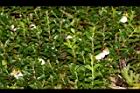 高山白珠樹73.JPG