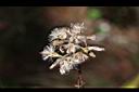 高山破傘菊-實02.JPG