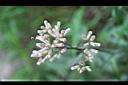 高山破傘菊-花0.jpg