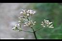高山破傘菊-花1.jpg