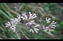 高山破傘菊-花2.jpg