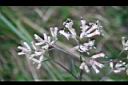高山破傘菊-花3.jpg