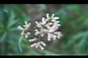 高山破傘菊-花4.jpg
