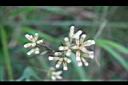 高山破傘菊-花5.jpg