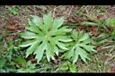 高山破傘菊-葉02.jpg