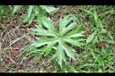 高山破傘菊-葉06.jpg