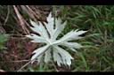 高山破傘菊-葉背.jpg