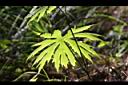 高山破傘菊-葉脈00.JPG