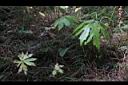 高山破傘菊05.JPG