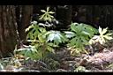 高山破傘菊07.JPG