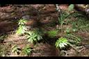 高山破傘菊10.JPG
