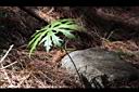 高山破傘菊16.JPG