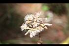 高山破傘菊-實00.JPG