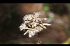 高山破傘菊-實01.JPG