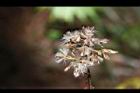 高山破傘菊-實03.JPG