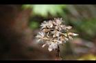 高山破傘菊-實04.JPG