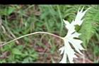 高山破傘菊-葉.jpg