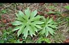 高山破傘菊-葉00.jpg