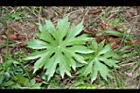 高山破傘菊-葉01.jpg