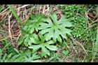 高山破傘菊-葉03.jpg