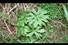 高山破傘菊-葉04.jpg