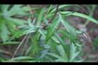 高山破傘菊-葉07.jpg