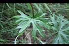 高山破傘菊-葉08.jpg