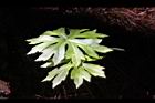 高山破傘菊-葉14.JPG