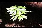 高山破傘菊-葉16.JPG