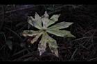 高山破傘菊-葉17.JPG