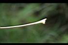 高山破傘菊-葉柄01.jpg