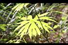 高山破傘菊-葉脈01.JPG