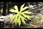 高山破傘菊-葉脈02.JPG