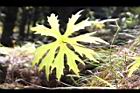 高山破傘菊-葉脈03.JPG
