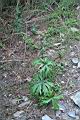 高山破傘菊02.jpg
