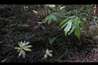 高山破傘菊04.JPG