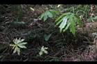 高山破傘菊06.JPG