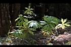 高山破傘菊08.JPG