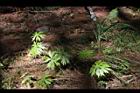 高山破傘菊11.JPG