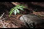 高山破傘菊15.JPG